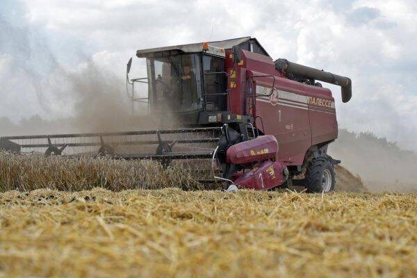 Невзирая на погоду: сбор зерновых в России превысил 125 млн тонн