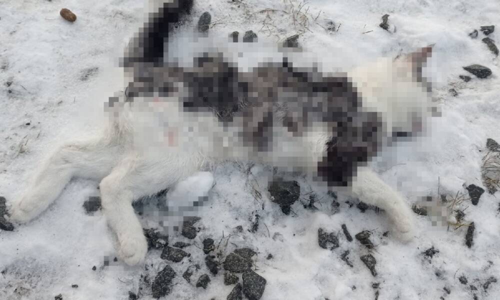В Петрозаводске женщина выбросили кошку из окна: животное разорвали собаки