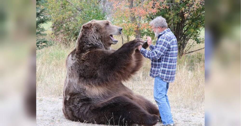 Помер ведмідь-зірка, що знімався у «Грі престолів», фільмах «У диких умовах», «Доктор Дулітл 2»