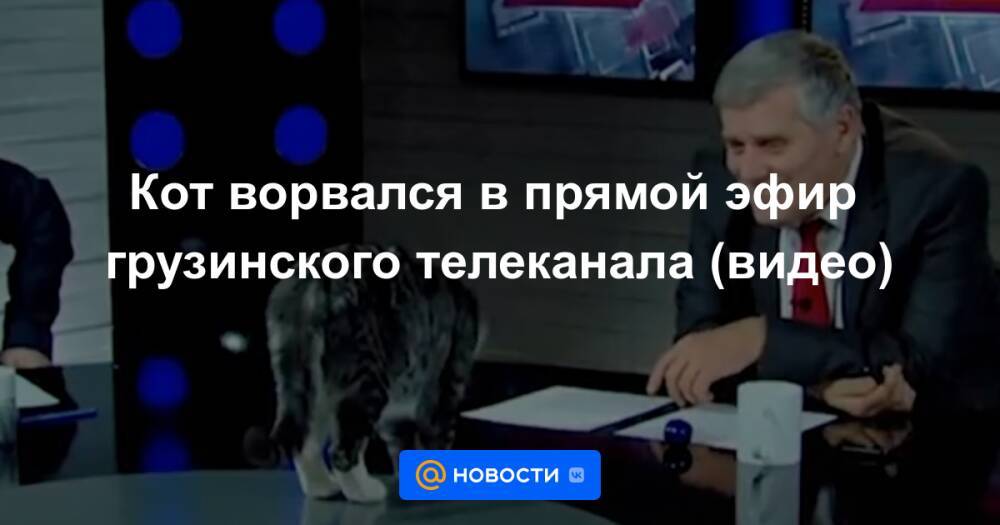 Кот ворвался в прямой эфир грузинского телеканала (видео)