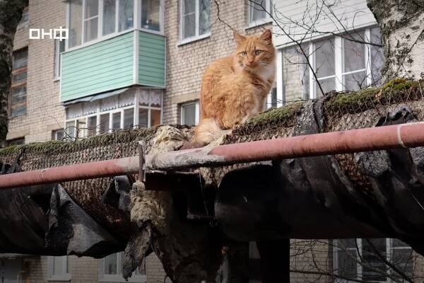 Более 1 700 котов смогут греться зимой на поврежденных теплотрассах в Нижегородской области