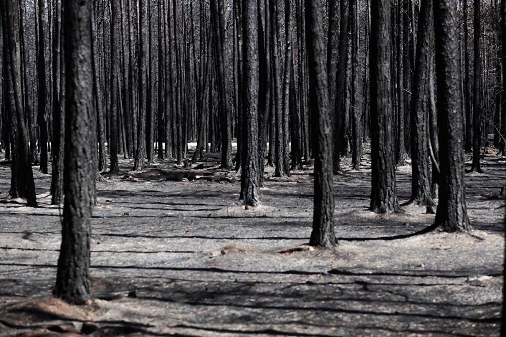 В Челябинской области в этом году произошло 1152 лесных пожара. Возбуждено 9 уголовных дел