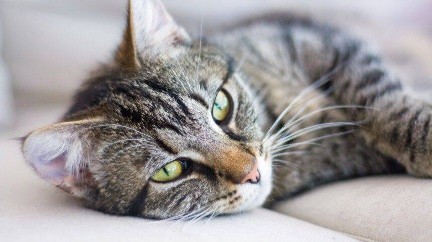 Вошедший в студию грузинского телеканала кот стал звездой соцсетей