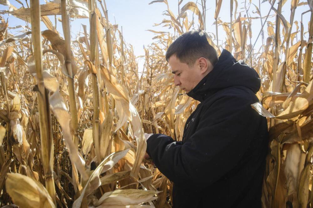 Минагро прогнозирует рекордный урожай кукурузы за всю историю — 40 млн тонн