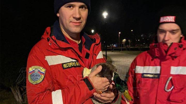 Столичные спасатели помогли раненой птице в замерзающем пруду