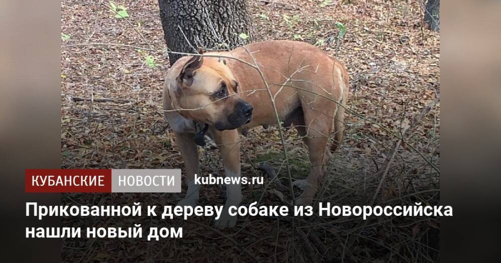 Прикованной к дереву собаке из Новороссийска нашли новый дом