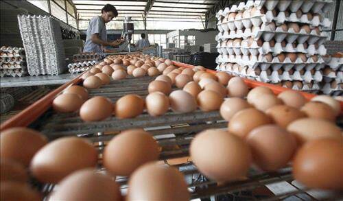 Удар по яйцам: Россия намерена преодолеть зависимость от импортных инкубаторов