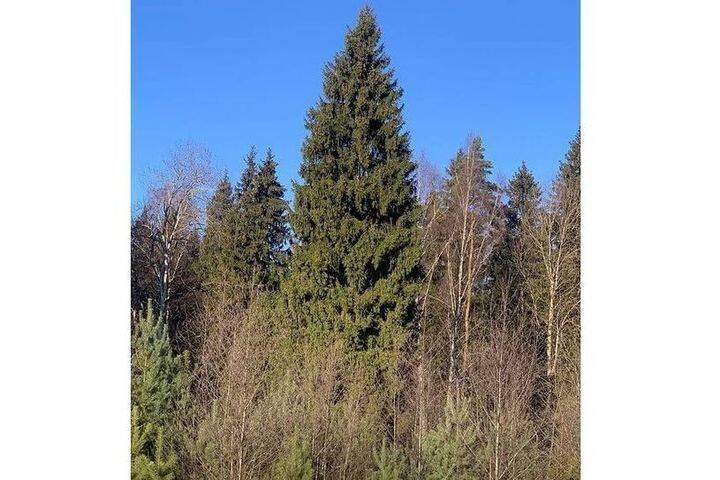 Главная елка страны найдена в щелковском лесу