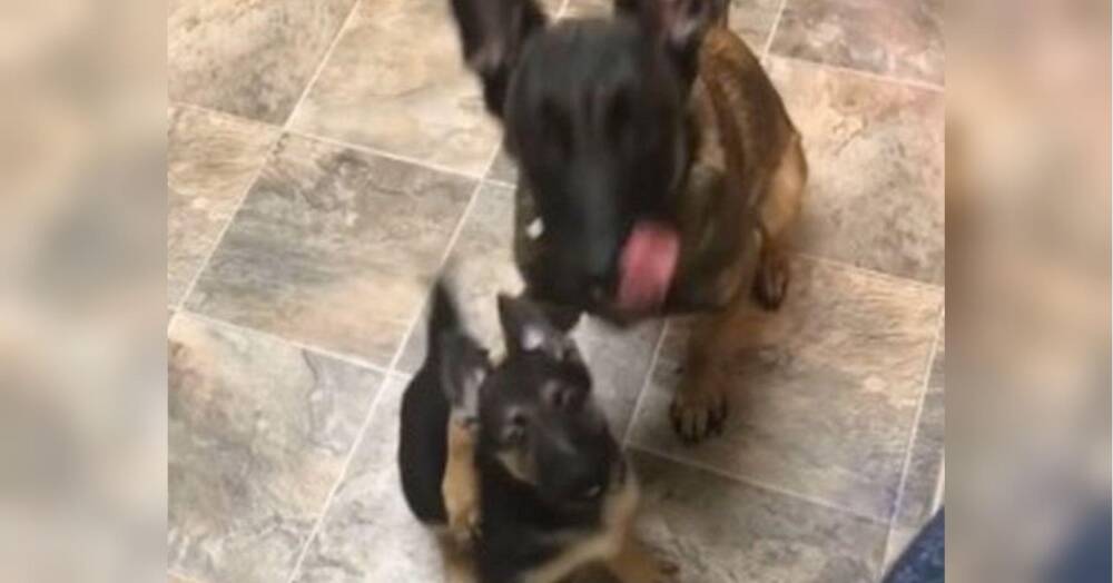 Мама-собака змусила цуценя пристойно поводитися, щоб отримати ласощі — відео насмішило мережу