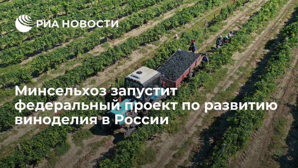 Минсельхоз в 2022 году запустит федеральный проект по развитию виноделия в России