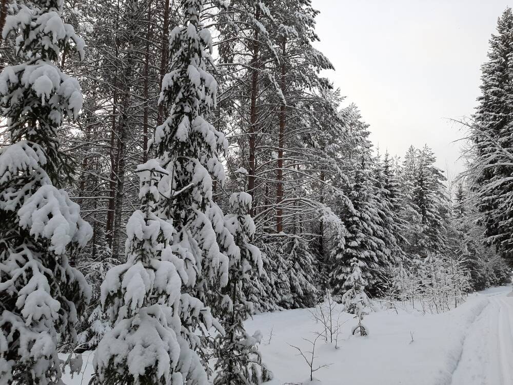 Леса Пермского края в этом году уже принесли стране около 2 млрд рублей