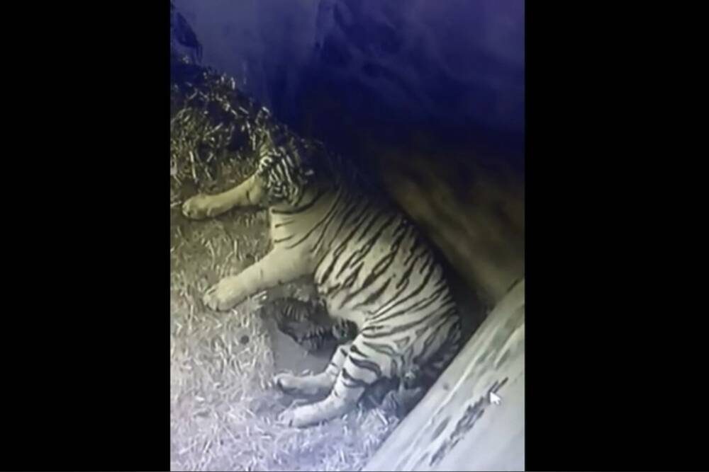 Тигр из Тверской области, напавший на дальнобойщика, стал отцом