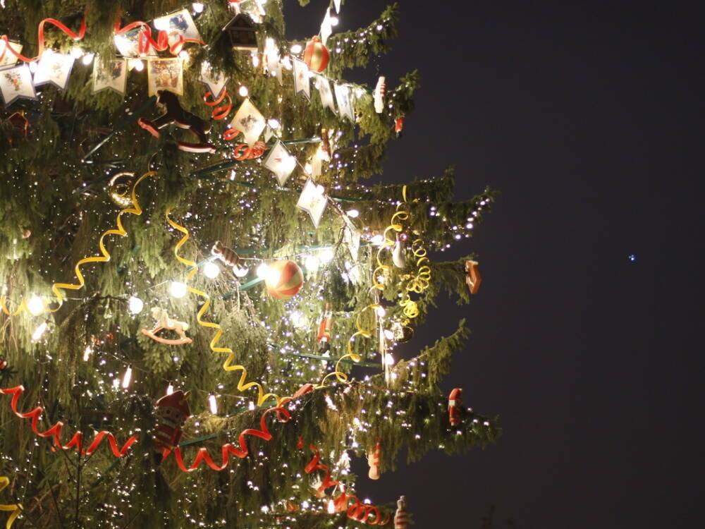 Новогоднюю елку на Дворцовую площадь привезут из Приозерского района