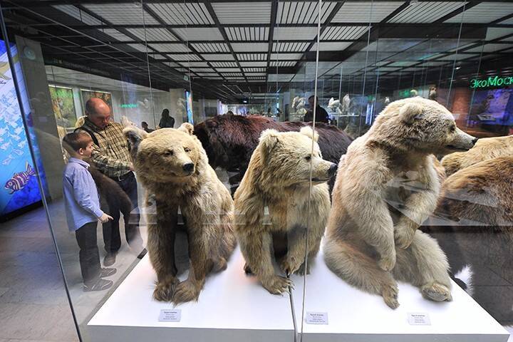 Фотовыставка «Арктика с воздуха» откроется в Дарвиновском музее