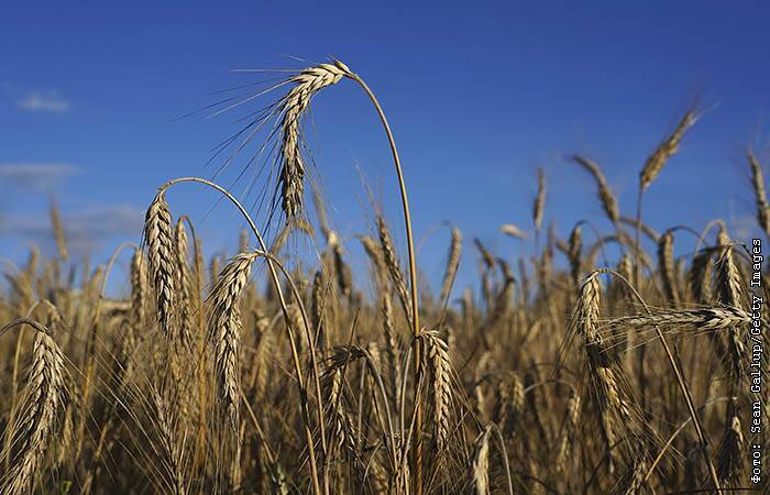 Экспортная пошлина на пшеницу из РФ с 1 декабря повысится до $80,8 за т