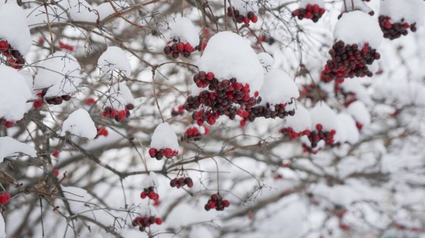 Жителям Москвы и области пообещали зимние пейзажи за окном