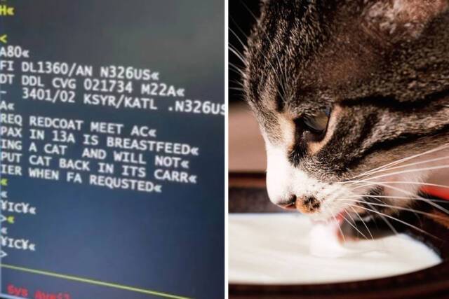 В США на борту самолета женщина кормила кошку грудью на глазах у изумленных пассажиров