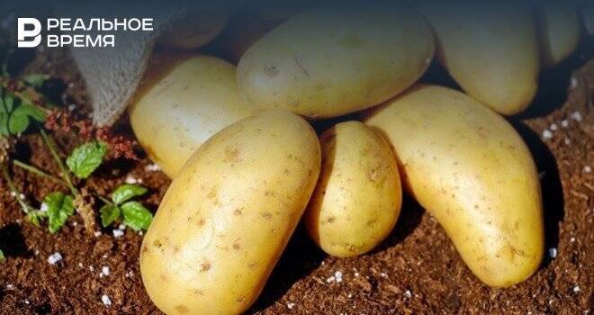 В России подорожает картофель из-за плохого урожая