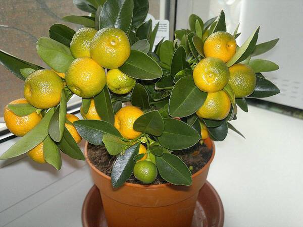 Любовь к апельсинам: советы по выращиванию "домашних" цитрусов