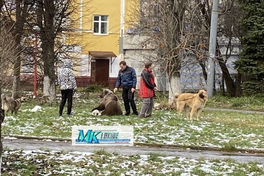 В Ярославле мужчина выгуливает на поводке медведя.