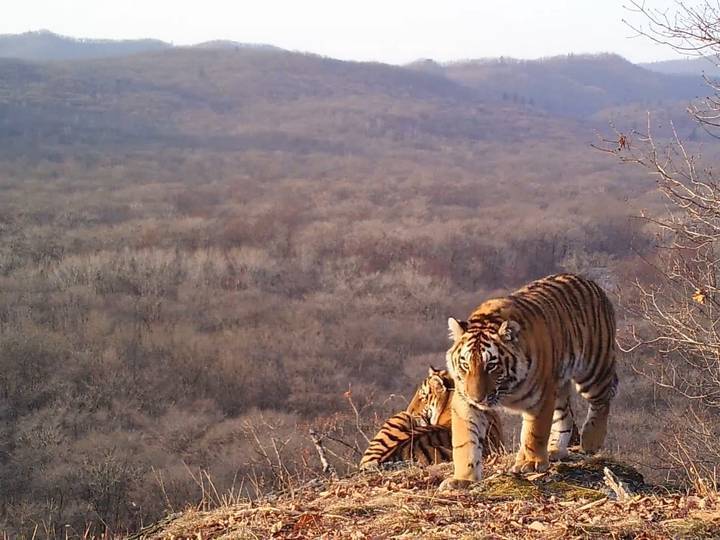 Краснокнижного амурского тигра застрелили в Приморье