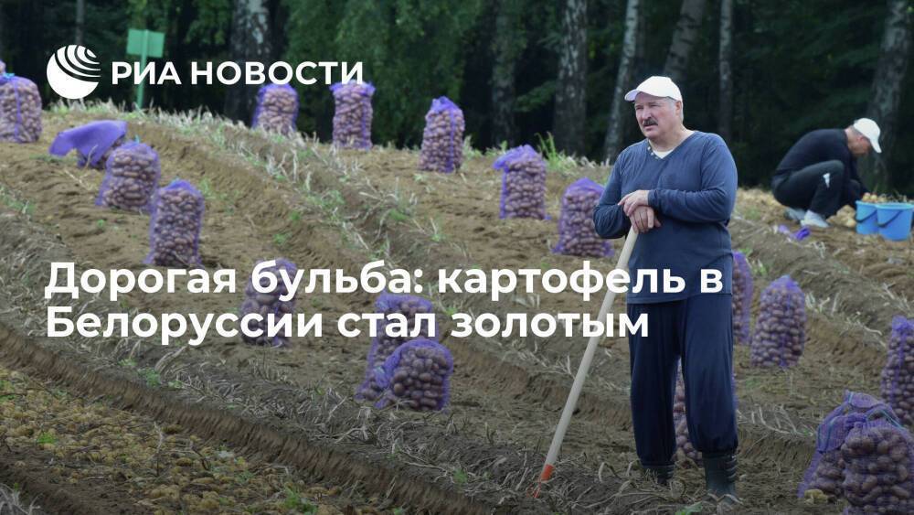 Дорогая бульба: картофель в Белоруссии стал золотым