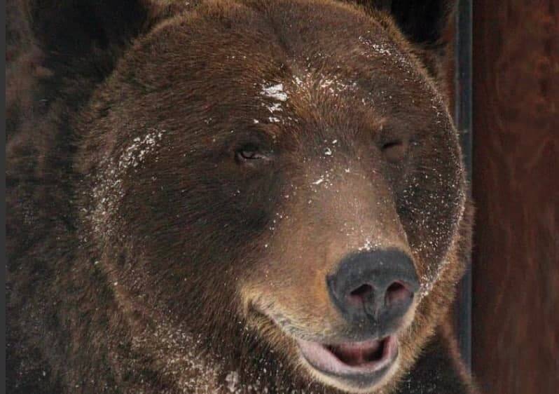 Медведь Балу в нижегородском зоопарке впал в спячку