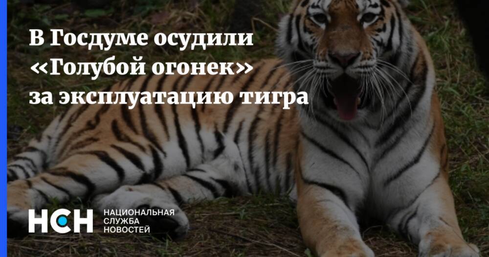 В Госдуме осудили «Голубой огонек» за эксплуатацию тигра