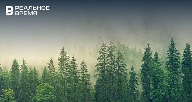 В России высадили 70 млн деревьев в рамках акции «Сохраним лес»