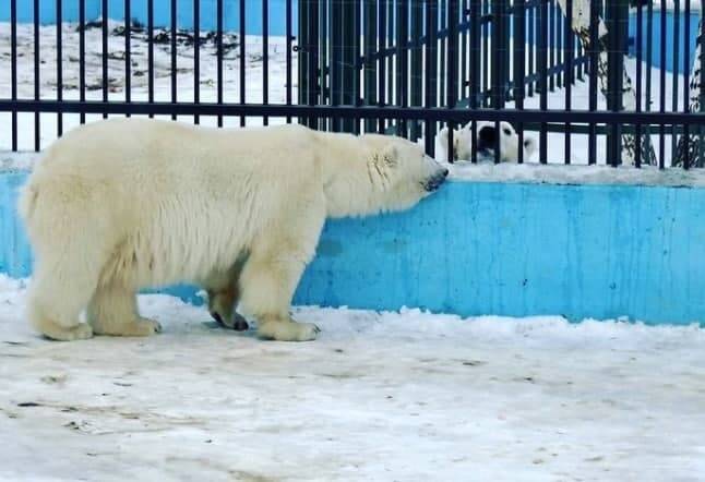 Белый медведь Николай заселился в нижегородский зоопарк «Лимпопо»