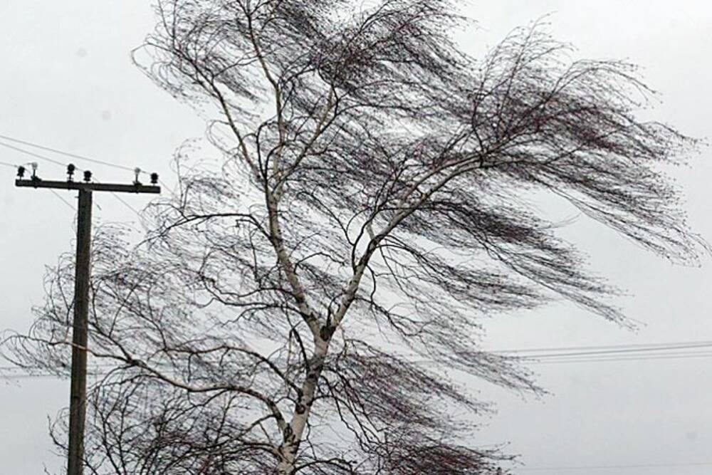 В части Украины прогнозируется ветер, способный ломать деревья: предупреждение синоптиков