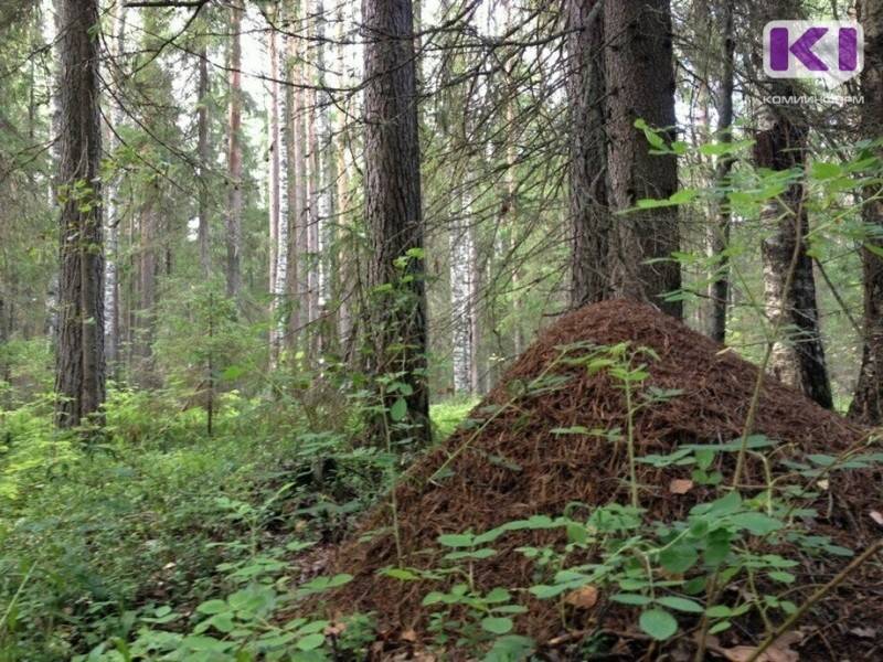 В Печоре вынесен приговор черному лесорубу