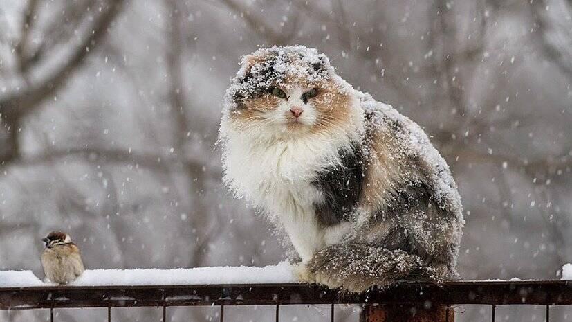 На Луганщину в первый день зимы придет снегопад