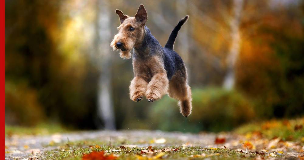 Любят бегать и гулять: топ-5 самых активных пород собак
