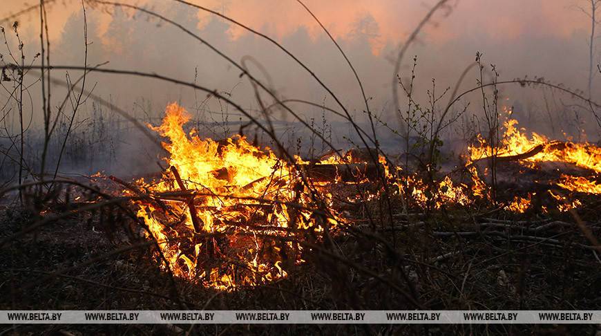 В Беларуси за сутки зафиксированы лесной и торфяной пожары