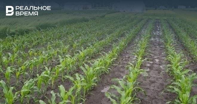 В Татарстане за 9 месяцев сельхозпроизводство упало почти на 12%