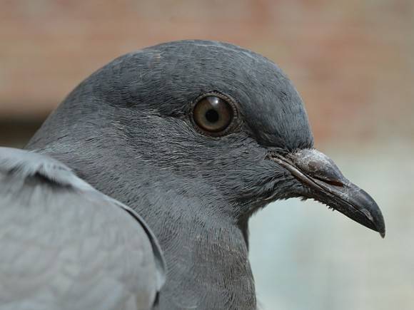 Лайфхак года: петербуржцы отпугивают голубей с карнизов пластиковыми воронами (видео)