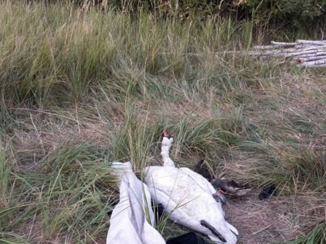 Южноуральца осудили за убийство краснокнижного лебедя-шипуна