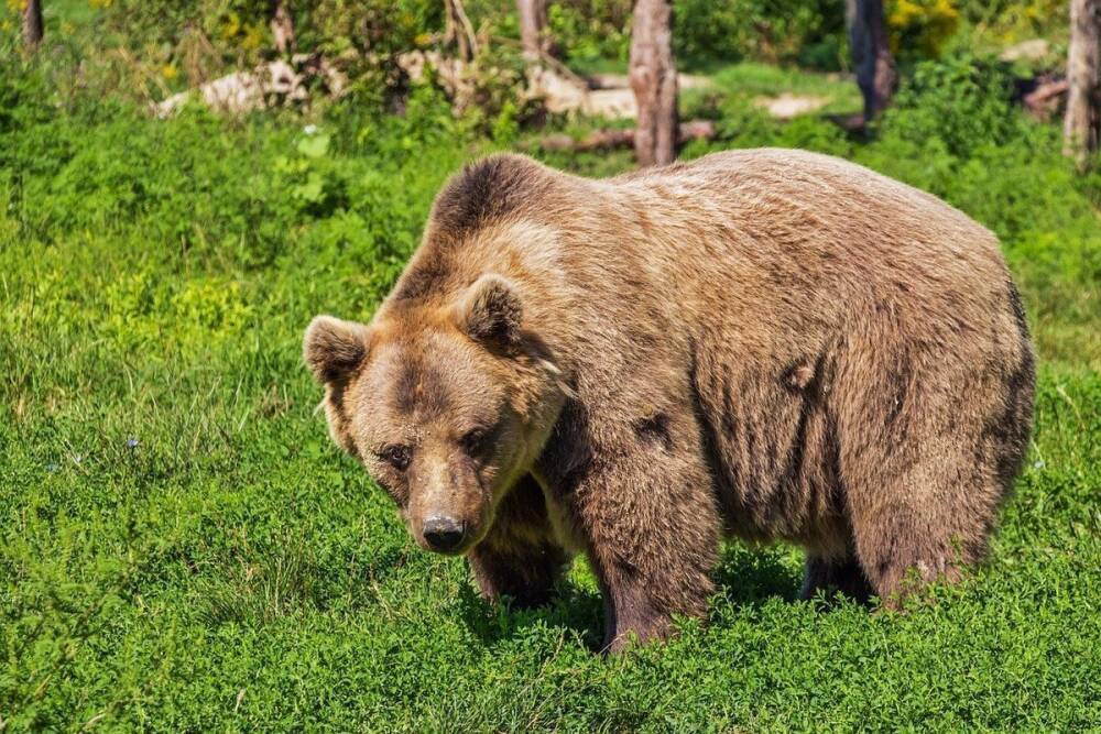 В Приморье медведь напал на женщину