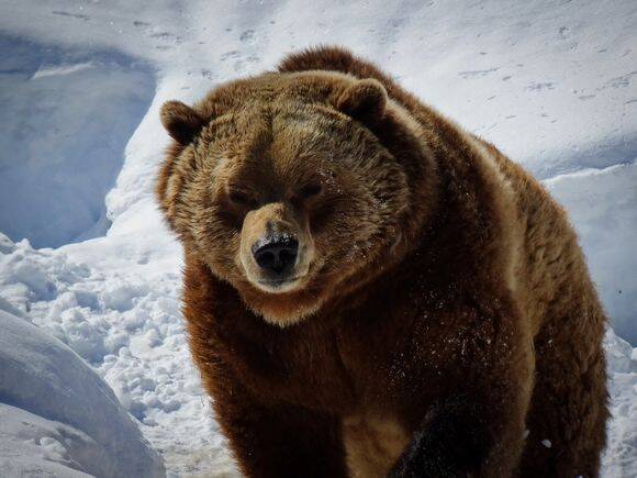 В Приморье недостаточно упитанный медведь зашел в город Артем и напал на женщину (видео)