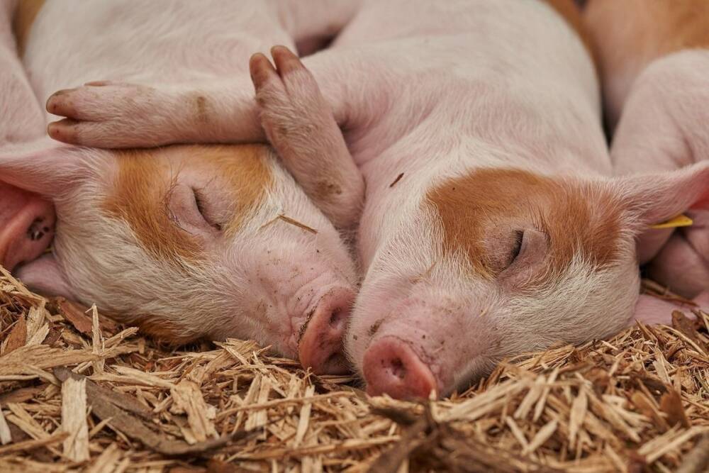 В Пензенской области обнаружена вспышки чумы у свиней