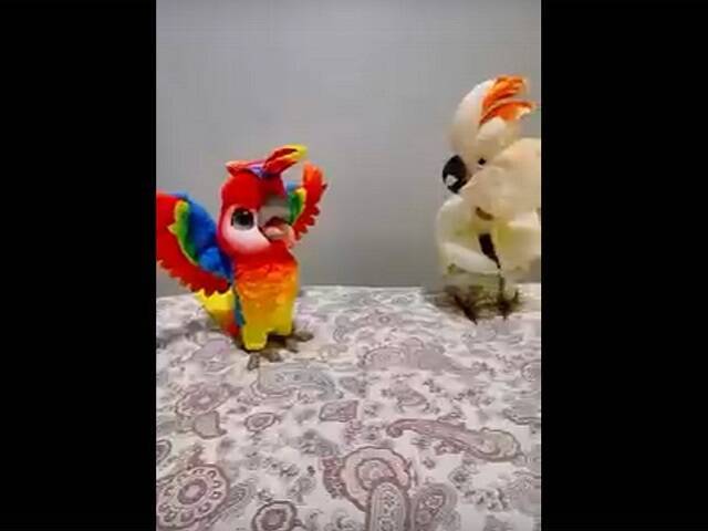 Знакомство Какаду с игрушкой-попугаем рассмешило пользователей Сети