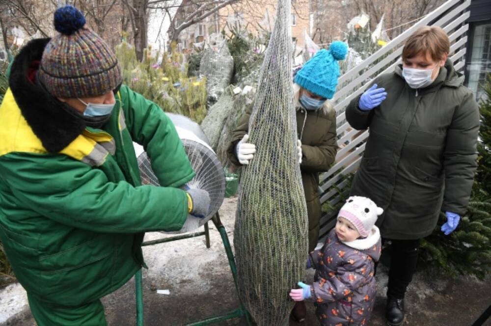 Стала известна цена на новогодние елки в Московской области