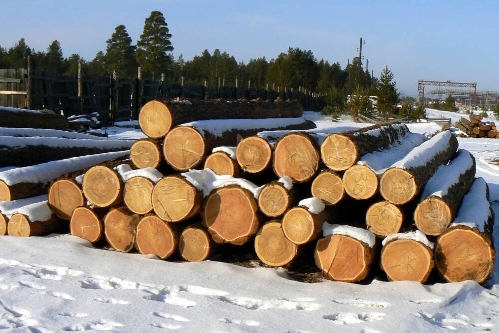 Продажа украинских лесов на экспорт приводит к упадку целых регионов - нардеп