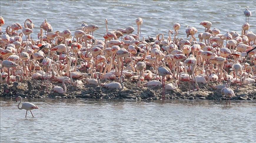 ФОТОФАКТ: Остров фламинго в Турции