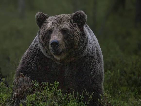 Во Владивостоке во время сильнейшего снегопада к людям вышел агрессивный медведь (видео)
