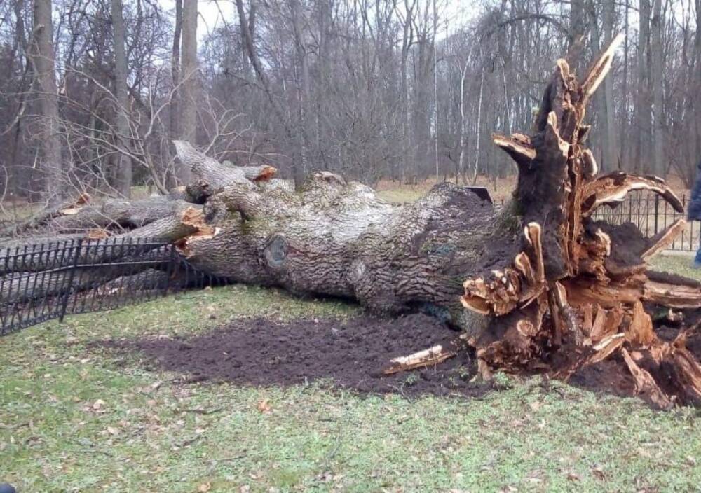 200-летний «Тургеневский дуб» упал из-за урагана в Орловской области