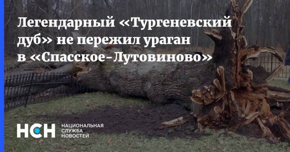Легендарный «Тургеневский дуб» не пережил ураган в «Спасское-Лутовиново»