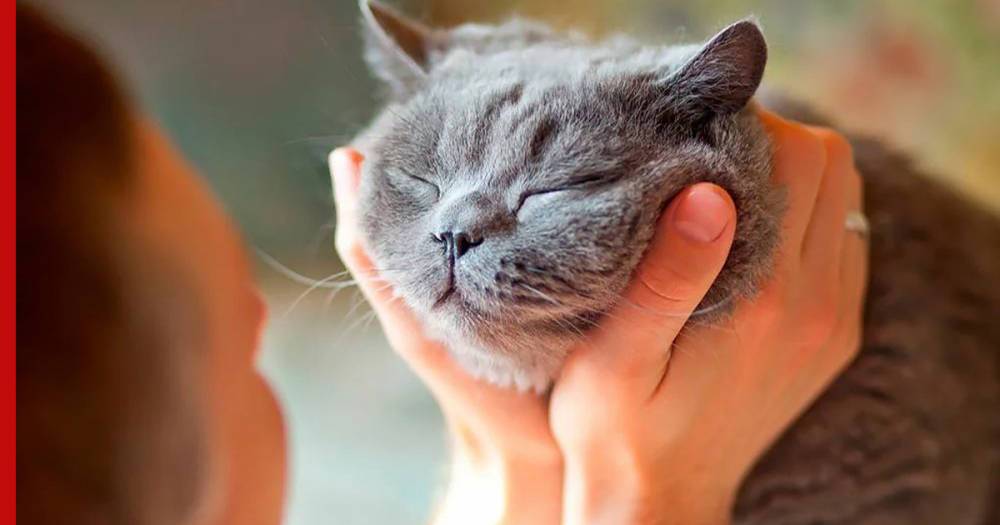Счастливый питомец: пять способов обрадовать домашнюю кошку