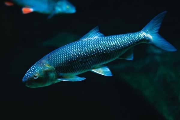 В «Москвариуме» впервые появилось потомство редких рыб вырезубов